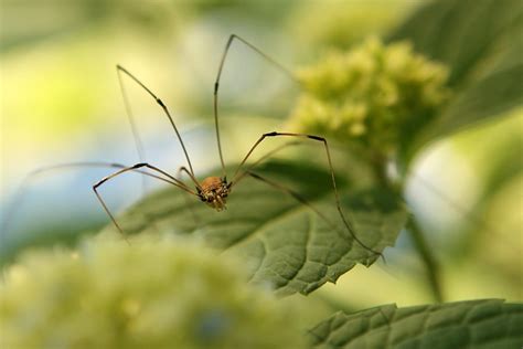 Are Granddaddy Long Legs Spiders Household Pests