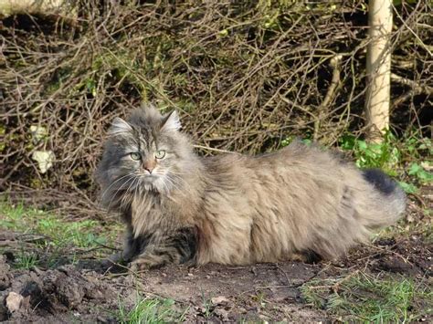 Norwegian Forest Cat The Ultimate Guide To Their History