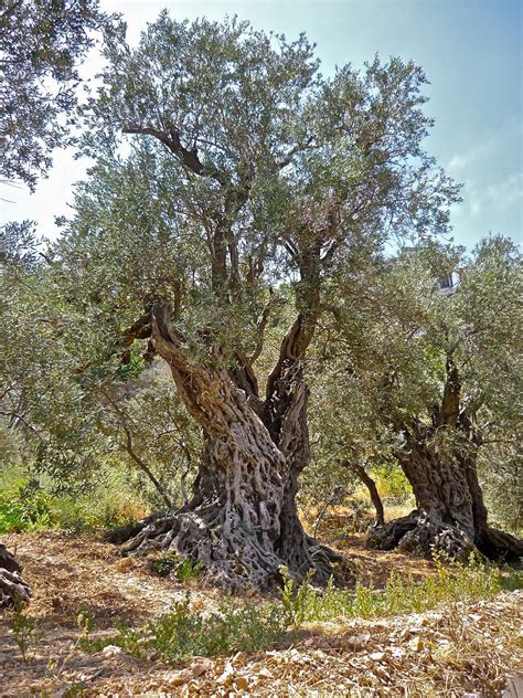 Al Bab The Ancient Olive Trees Of Bechealeh