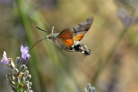 Over 1 million wallpaper designs. Hummingbird Hawk-moth Facts, Range, Habitat, Behavior ...