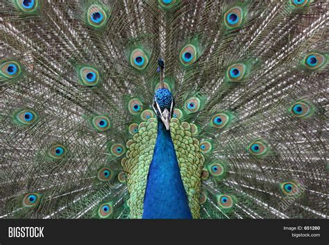 Peacock Fan Image And Photo Free Trial Bigstock