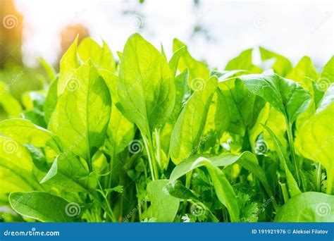 Spinach Growing In Garden Fresh Natural Leaves Of Spinach Growing Bio