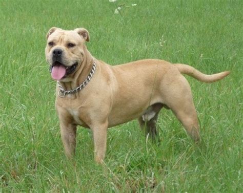 Dog food comparison chart when looking for dog food, be sure to choose many options. Growth Majorque Mastiff - Puppy weight chart Majorque Mastiff