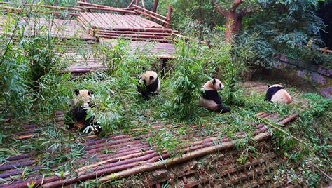 Private Full Day Tour Best Chengdu City Highlight And Panda Base Tour