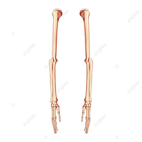 Realistic Side View Of Human Arm Skeleton And Hands Vector Hand Wrist