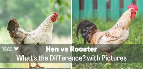 Hen Vs Rooster Whats The Difference With Pictures