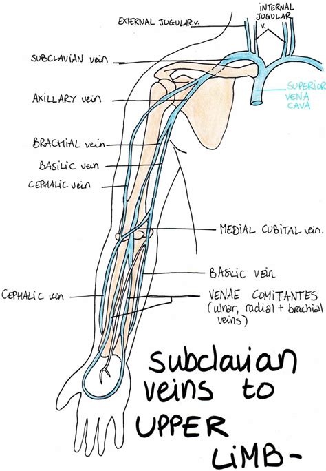 Upper Venous Anatomy