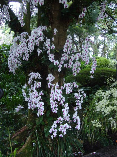 Bunch Of Vivid White Orchids Growing On A Tree Exotic Flowers Tropical Flowers Urban Gardening