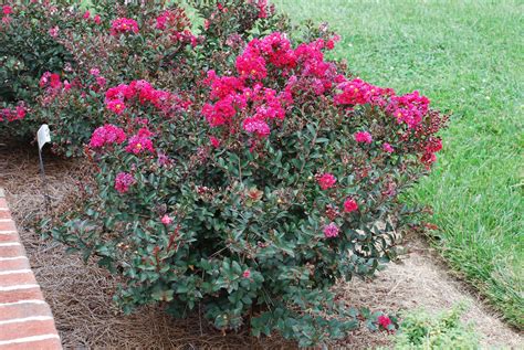 Small Dwarf Crape Myrtles Becoming The Vogue What Grows There