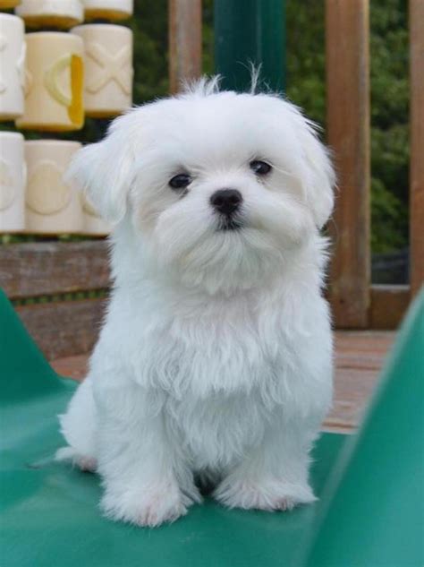 Maltese Teacup Puppies Maltese Cute Dogs Cutest Dog Ever