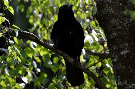 Meski pun kedua burung itu bersahabat, memreka memiliki tabiat yang sangat berbeda. Burung Gagak Putih Terbang - Chrisyel