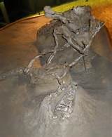 Images of Fighting Dinosaur Fossil