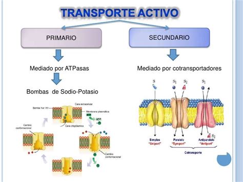 Transporte A Través De La Membrana Celular