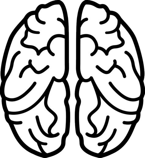 Brain Png Transparent Image Download Size X Px