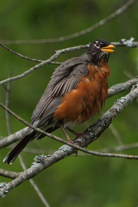 Free Photo Robin Birds Bird North America Tennessee Spring Hippopx