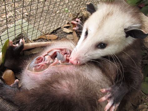 Opossum s Inspiring Journey to Feed Her Cubs ѕрагkѕ exсіtemeпt Video