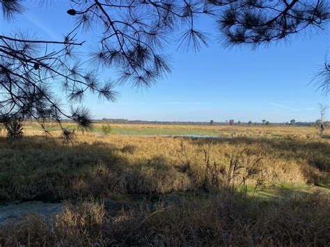 North Florida Land Trust Has Preserved More Than 400 Acres In Putnam