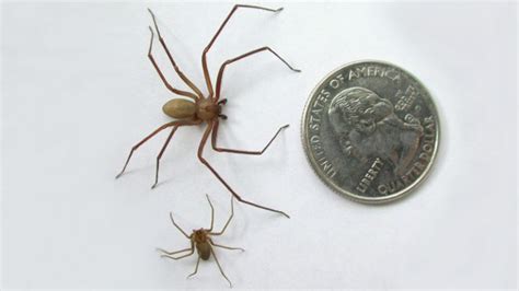 How To Get Rid Of Brown Recluse Spiders Before They Get Rid Of You