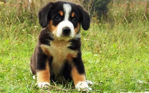 Entlebucher Puppies Breed Information And Puppies For Sale
