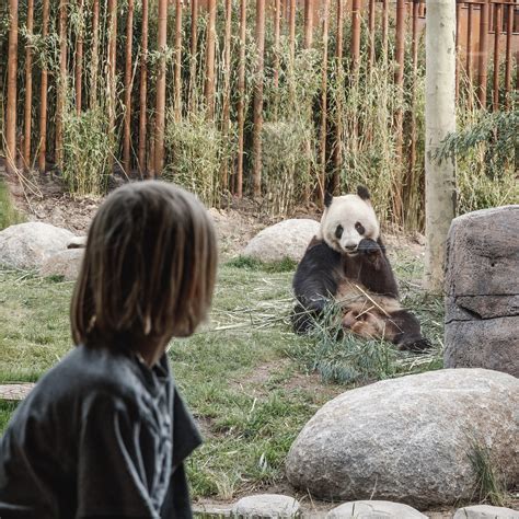 The “bear” Essentials Copenhagen Zoos New Panda Enclosure Makes A Big