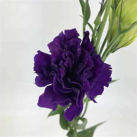Lisianthus Dark Purple Wholesale Bulk Flowers Cascade Floral