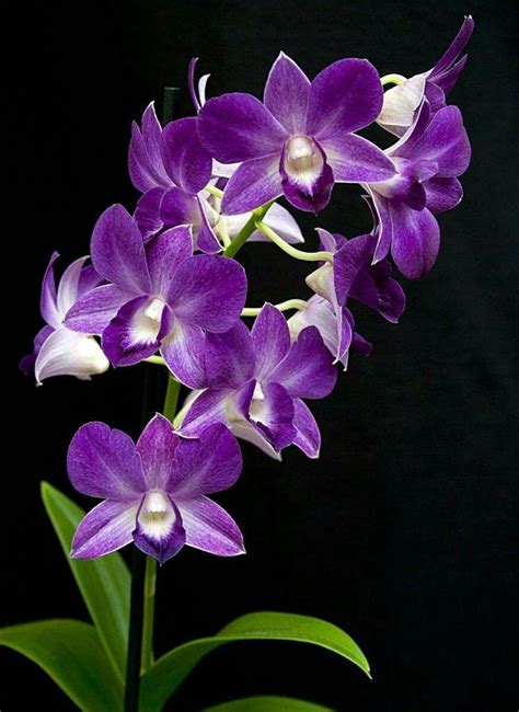 Orquídeas Dendrobium Exoticflowers Purple Orchids Beautiful Orchids