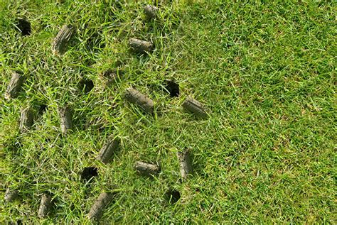 You'll want to dethatch your lawn. When To Aerate Bermuda Grass in Columbia, SC | TurfMow
