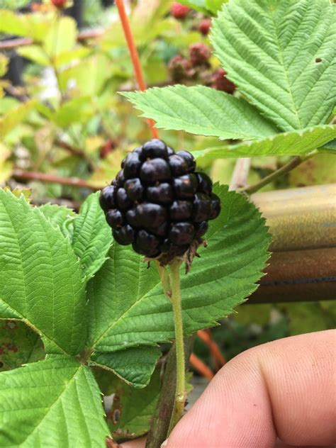 Triple Crown Thornless Blackberry Plants Produce Sweet Berries Zones 5