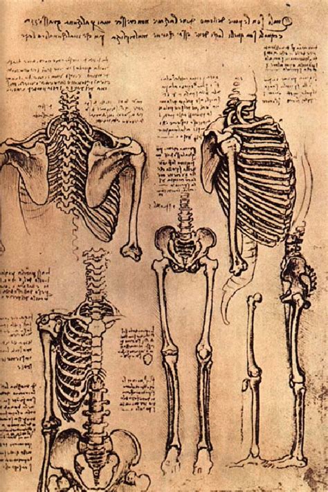 The seminal anatomical book collection de humani corporis fabrica (on the structure of the human body), by flemish anatomist and physician andreas vesalius, was published in 1543. Creative Sketchbook: Leonardo da Vinci's Anatomical Art!