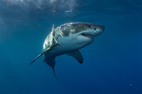 Why Aquariums Never Have Great White Sharks Readers Digest