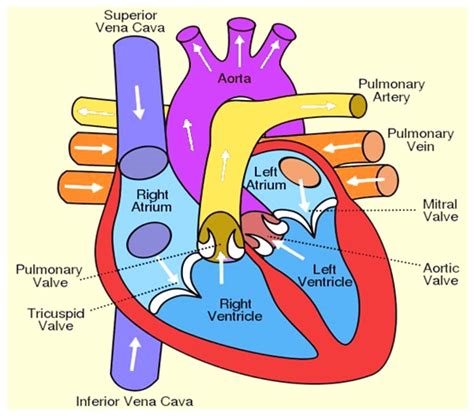 Heart Diagram Anatomy Of Heart Different Parts Of The Heart
