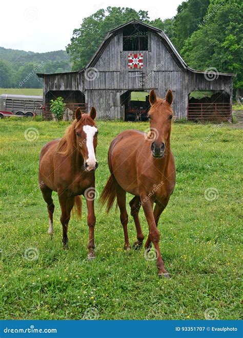 Two Horses And Quilt Barn Stock Image Image Of Decoration Tradition