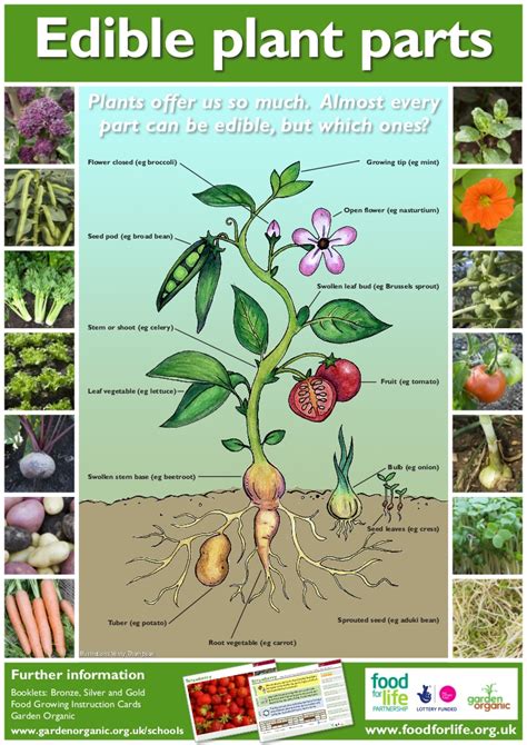 So they depend on plants and leaves for their daily. Edible Plant Parts ~ Teacher Guide, Organic Gardening