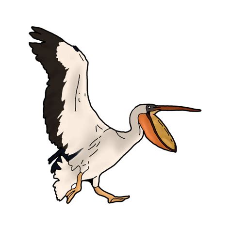 Brown Pelican Clipart At Getdrawings Free Download