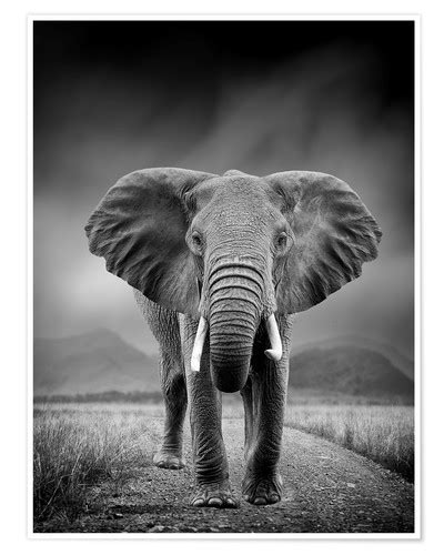 Elephant On Black Background Posters And Prints Uk