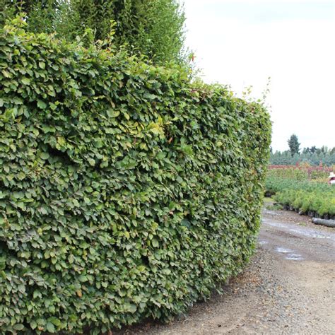 Bountiful Farms Hedging Collection