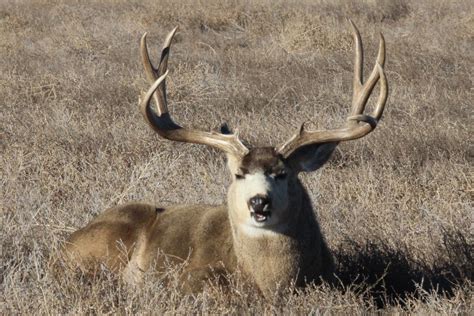 Big 5 X 5 Mule Deer Buck With Broken Antlers Ray F Flickr
