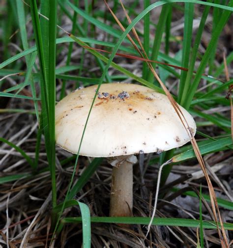 Central Florida Id Mushroom Hunting And Identification Shroomery
