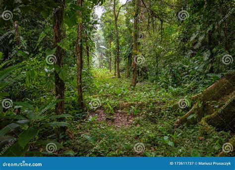 Amazon Tropical Rainforest Jungle Landscape Amazon Yasuni National