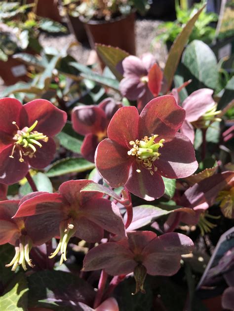 Hellebores Are Here And You Wont Want To Miss Out On These Varieties