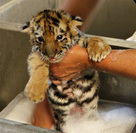 Bath Time For Tiny Tiger Zooborns