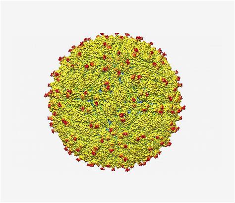 Zika Virus Structure Revealed National Institutes Of Health Nih