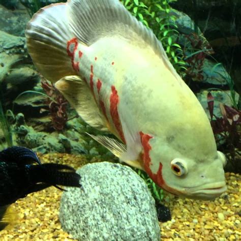 Oscar Fish Types Feeding Habits Habitat Care And More