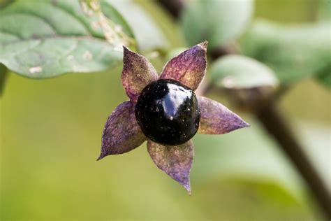 Nightshade Flower A Deadly Plant To Add To Your Homes Garden