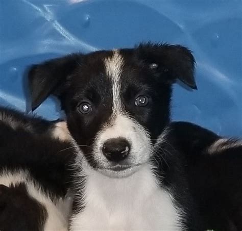 Collie in dogs & puppies for sale. Border Collie puppy for sale in GROVELAND, FL. ADN-32119 ...