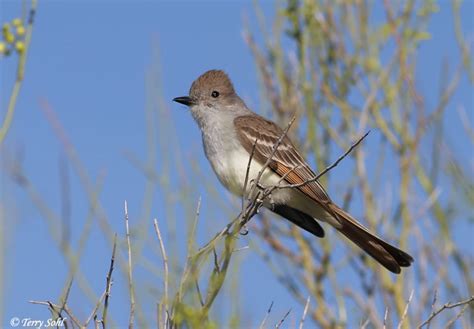 Maybe you would like to learn more about one of these? Ash-throated Flycatcher Photos - Photographs - Pictures