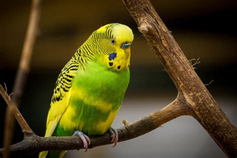Free Images Branch Bird Wildlife Green Beak Perch Yellow Fauna