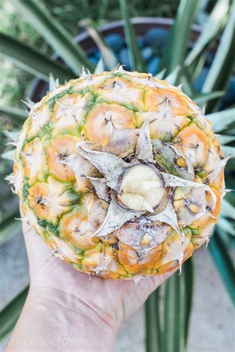 How To Grow Pineapple In Your Yard Growing Pineapple