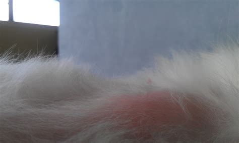 Balding and lump