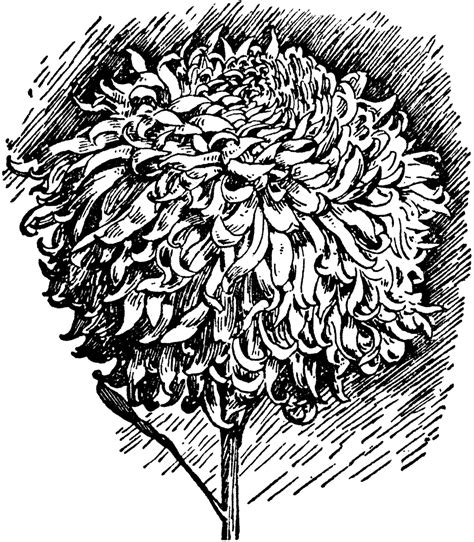 Japanese Type Of Chrysanthemum Clipart Etc